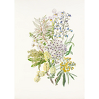 Recherche Bay flowers by Lynne Uptin