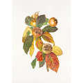 Mespilus germanica Medlar by Lynne Uptin