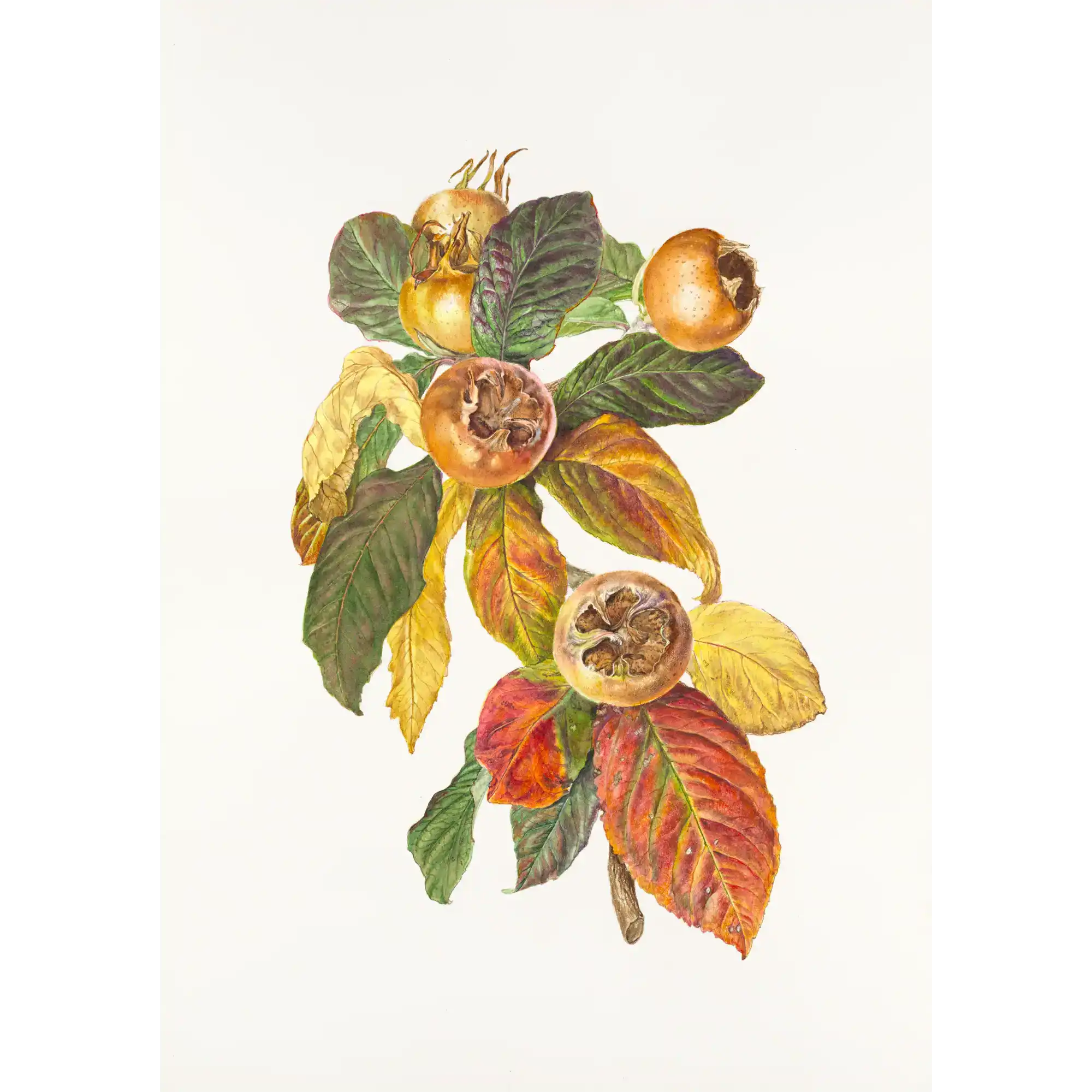 Mespilus germanica Medlar by Lynne Uptin