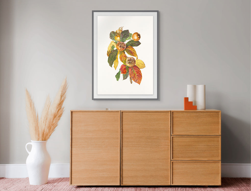 Mespilus germanica Medlar by Lynne Uptin