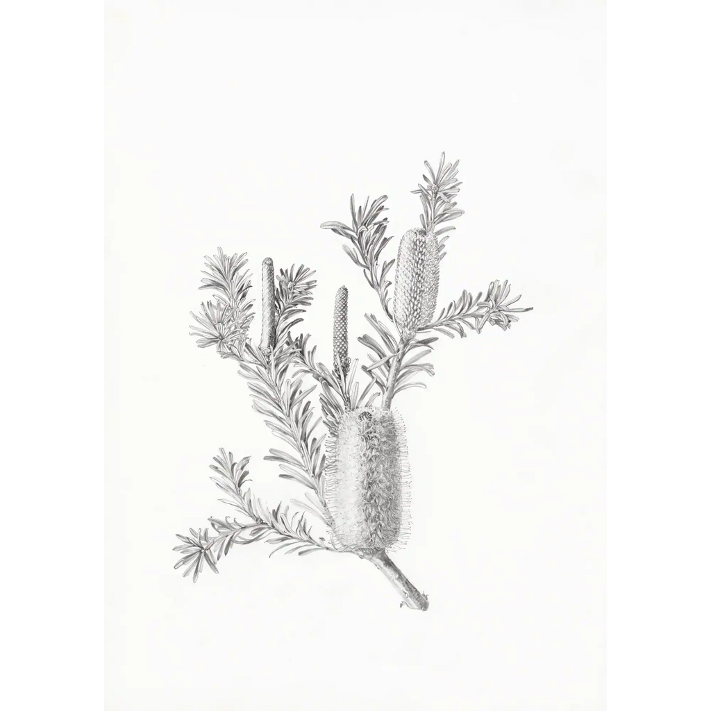 Banksia marginata by Lynne Uptin