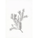 Banksia marginata by Lynne Uptin