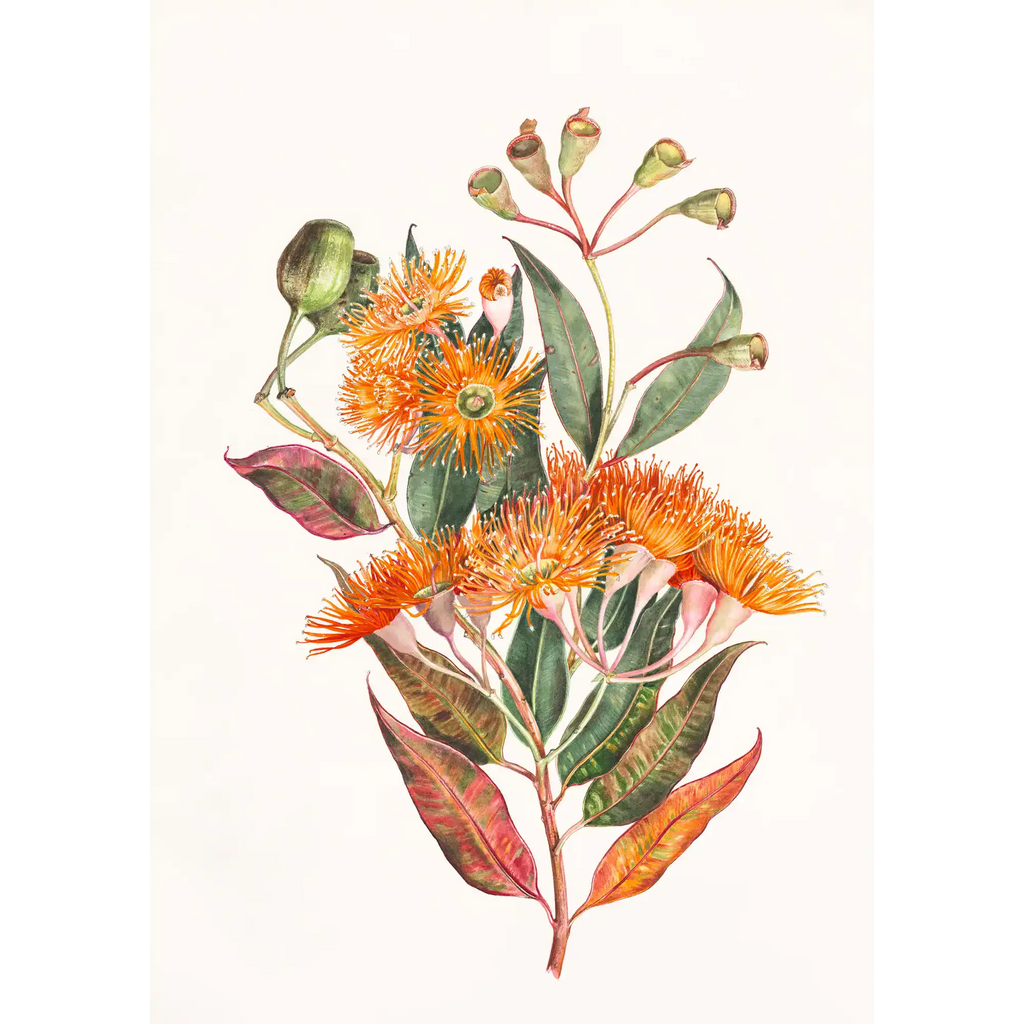 Corymbia ficilolia by Lynne Uptin