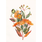 Corymbia ficilolia by Lynne Uptin