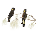 Yellow - Tailed Black Cockatoo's by Tasha Waller