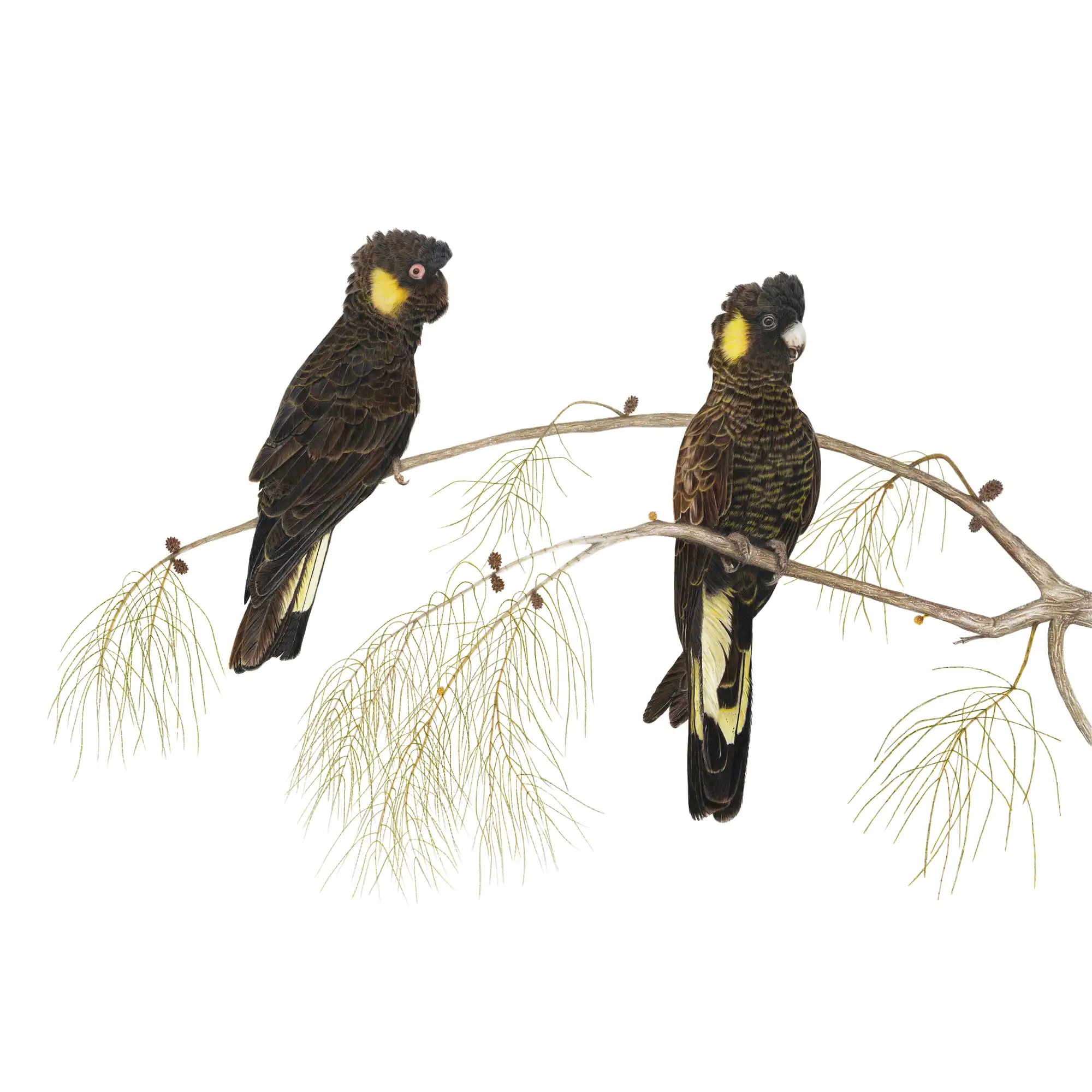 Yellow - Tailed Black Cockatoo's by Tasha Waller