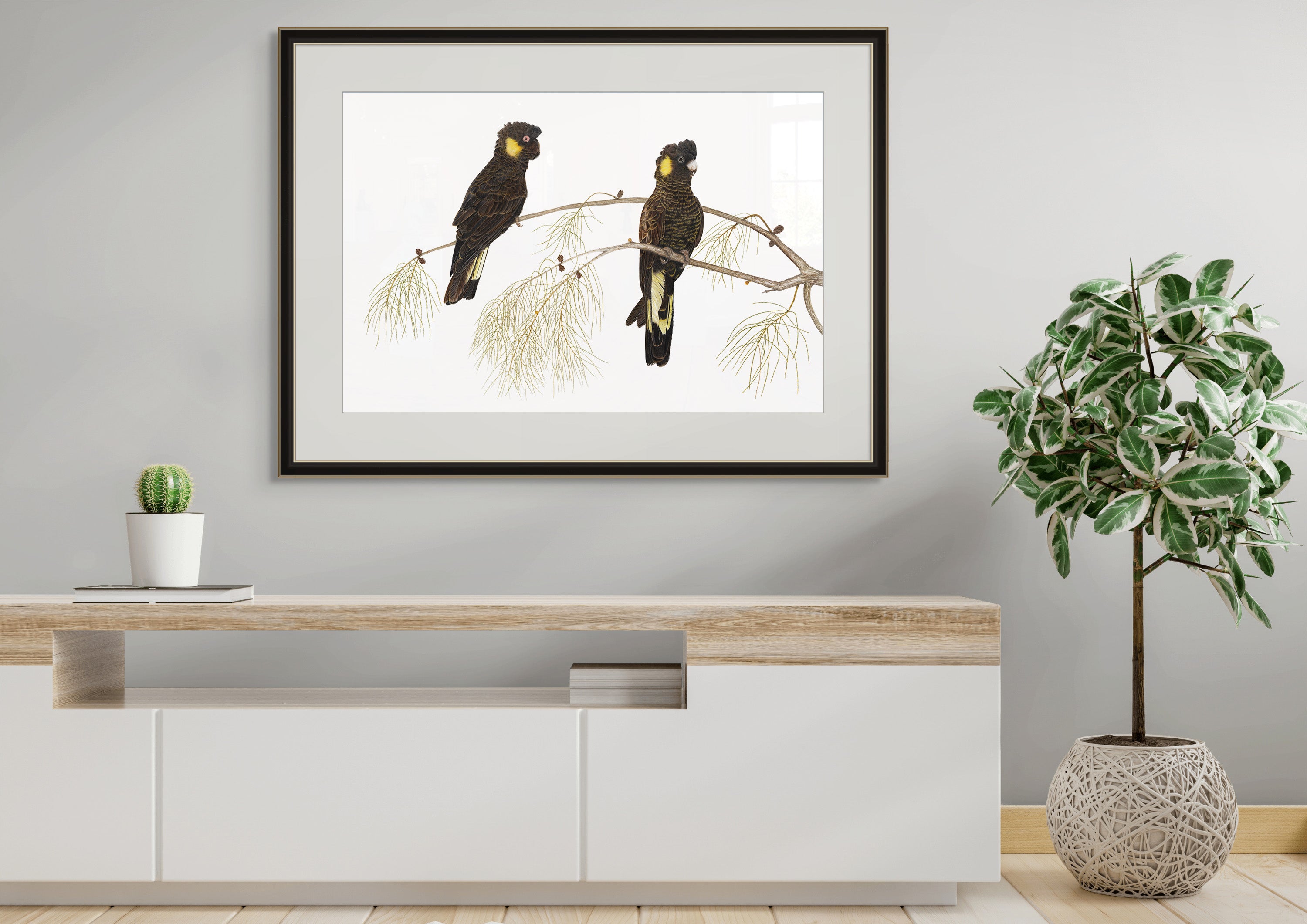 Yellow - Tailed Black Cockatoo's by Tasha Waller