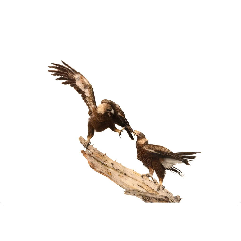Wedge Tailed Eagles - "Sibling Rivalry" by Tasha Waller
