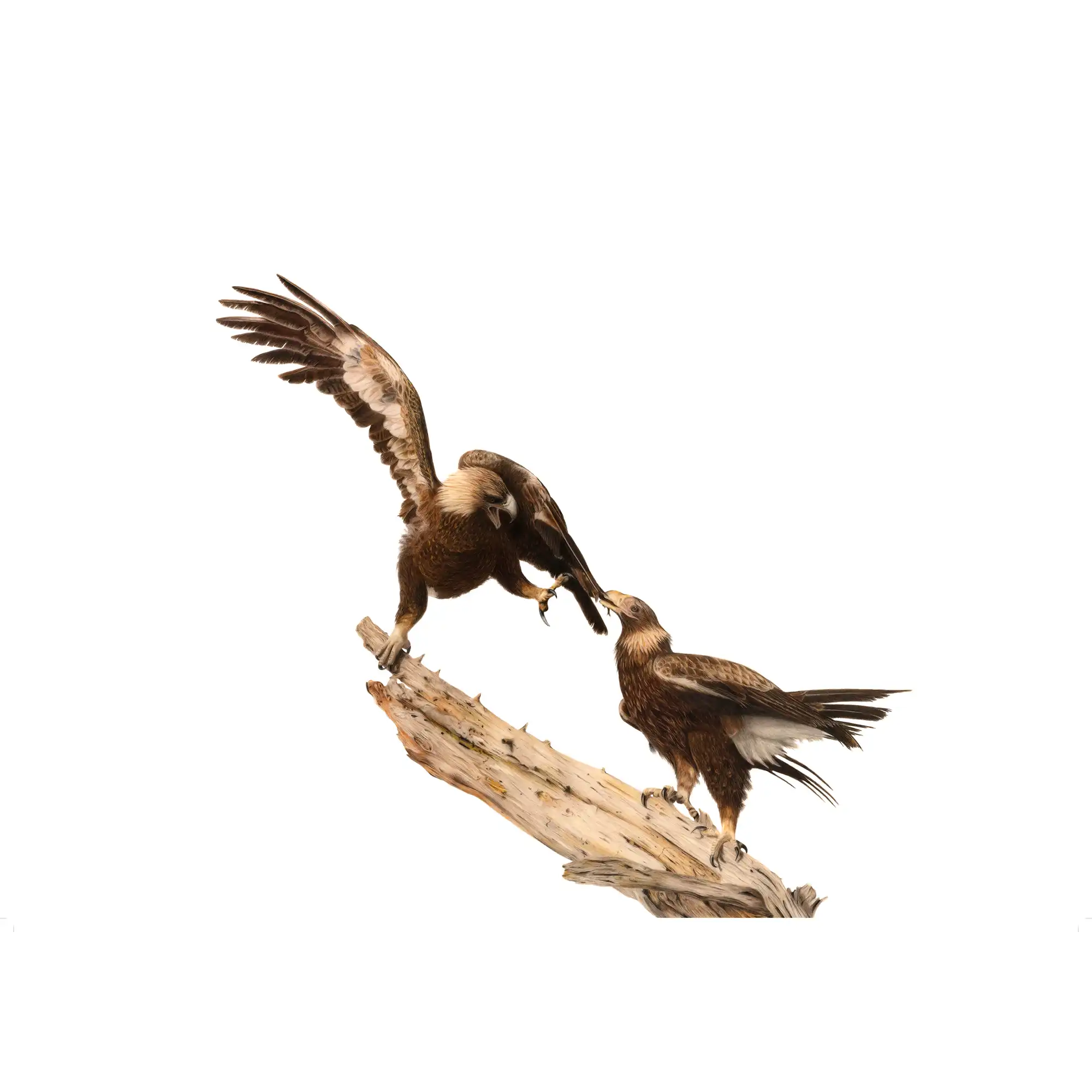 Wedge Tailed Eagles - "Sibling Rivalry" by Tasha Waller