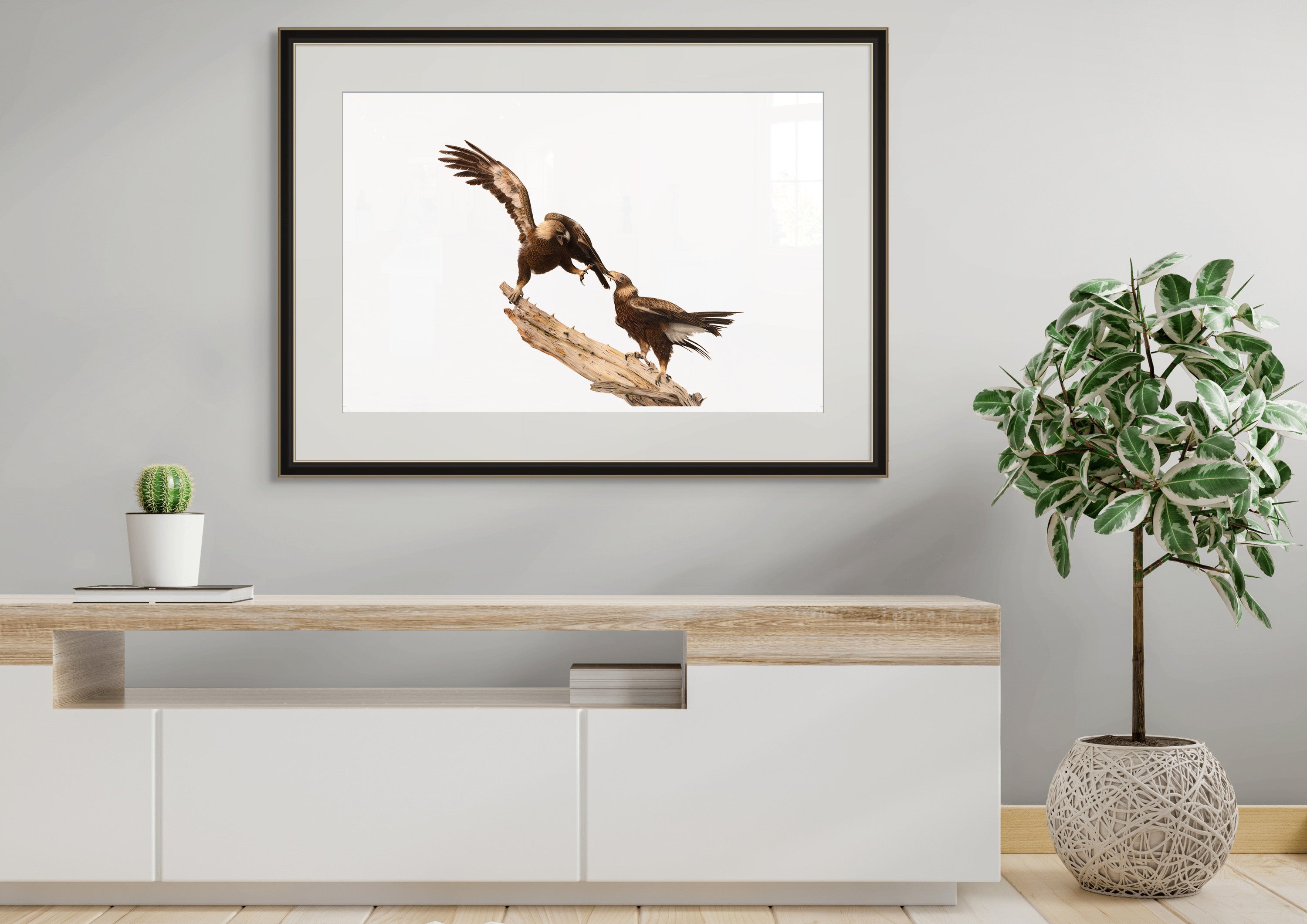 Wedge Tailed Eagles - "Sibling Rivalry" by Tasha Waller
