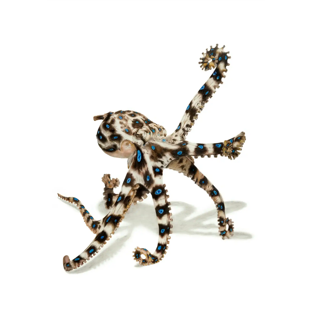 Blue-ringed octopus "Small But Deadly" by Tasha Waller