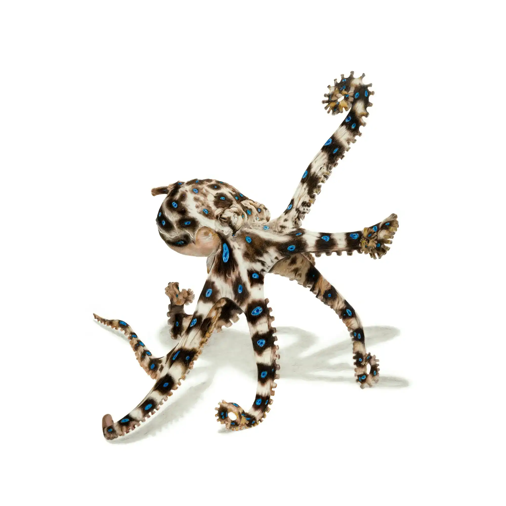 Blue-ringed octopus "Small But Deadly" by Tasha Waller
