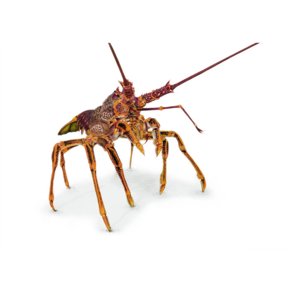 Southern Rock Lobster "Stand Proud" by Tasha Waller