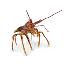 Southern Rock Lobster "Stand Proud" by Tasha Waller