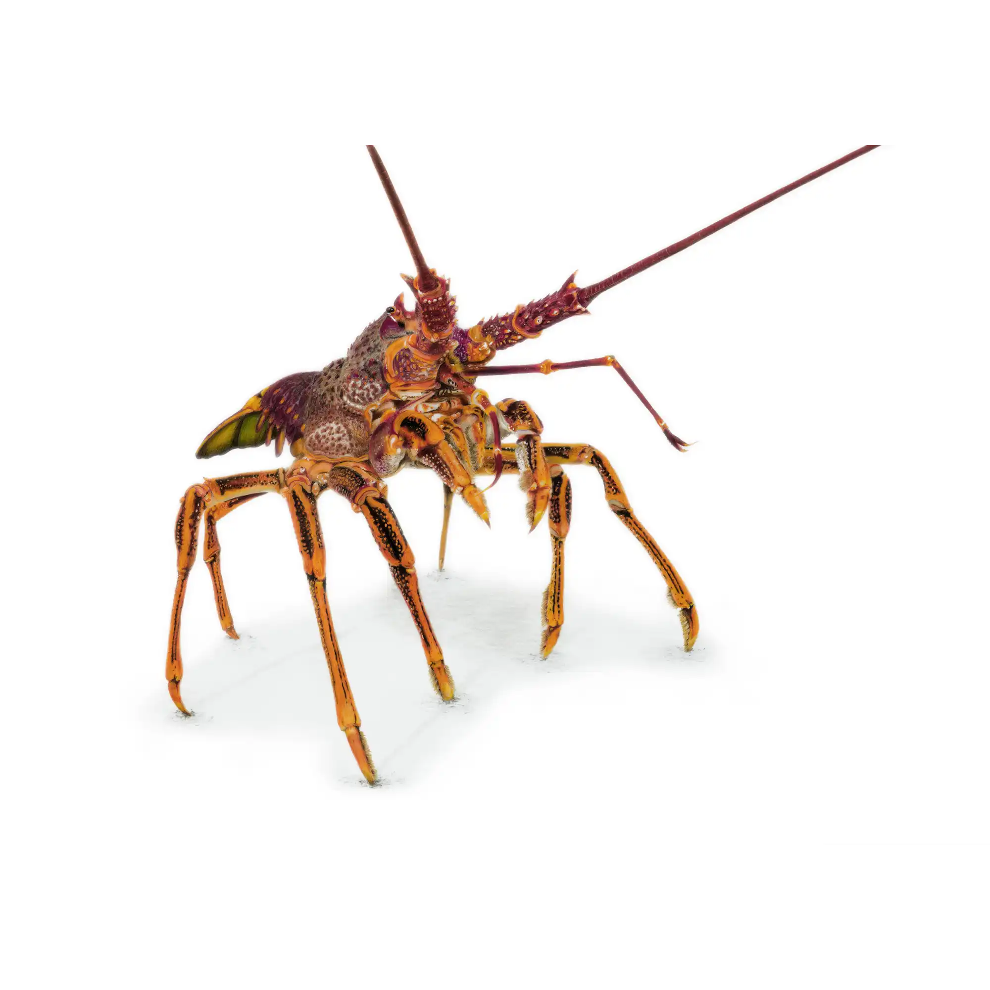 Southern Rock Lobster "Stand Proud" by Tasha Waller