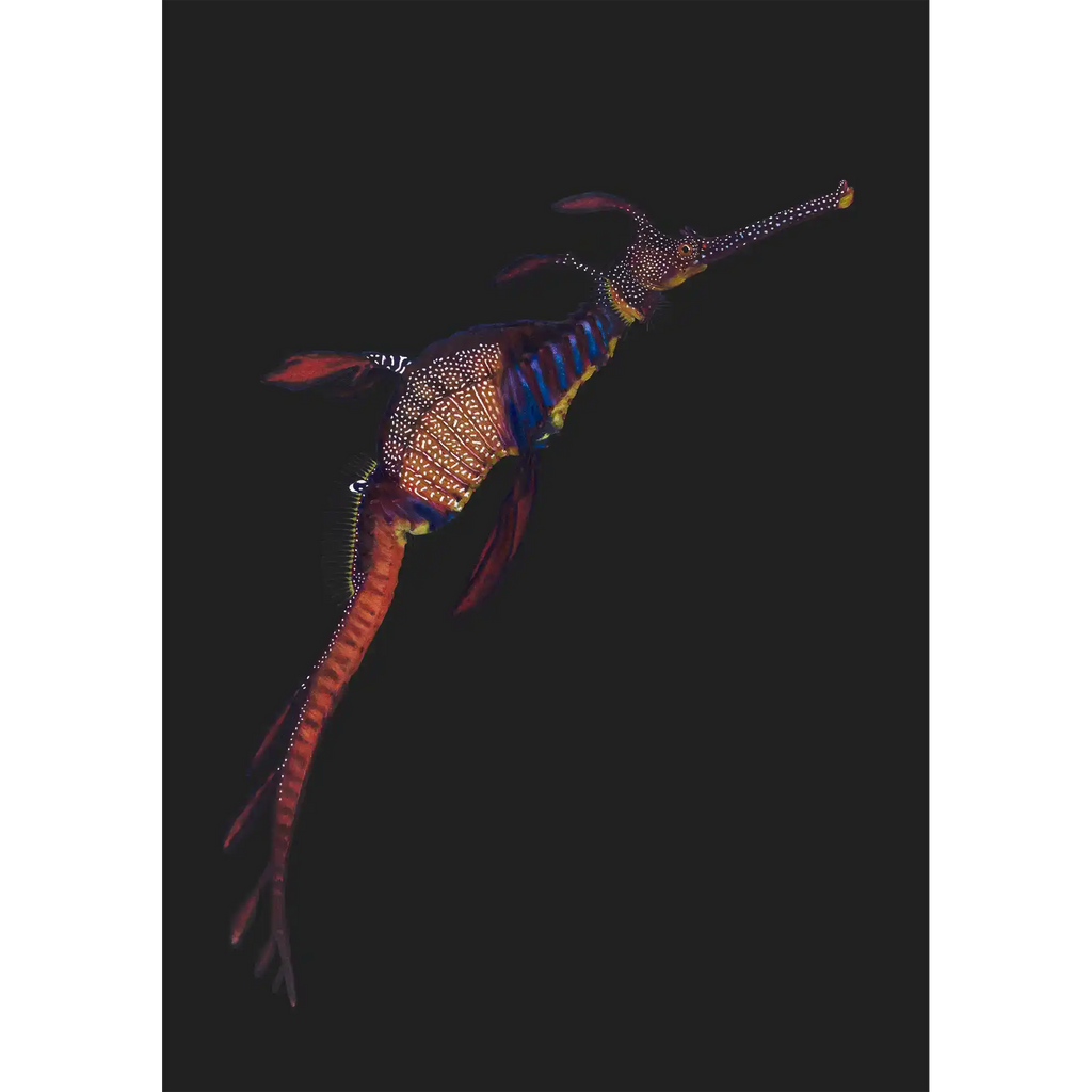 Weedy Seadragon 3 - "Beauty Beneath" by Tasha Waller