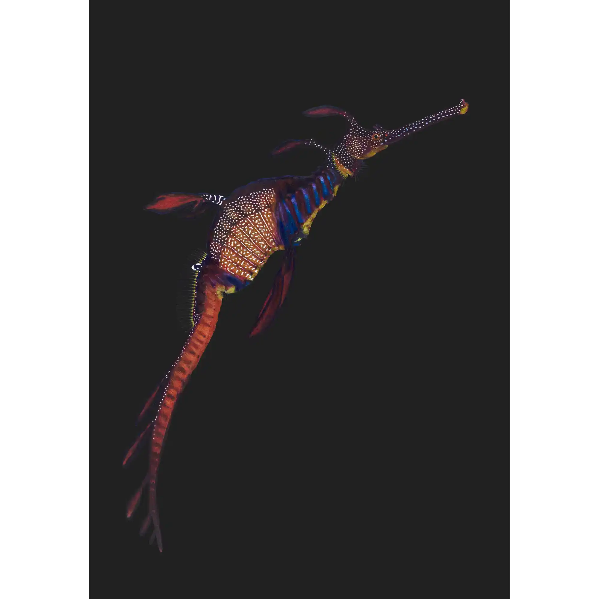 Weedy Seadragon 3 - "Beauty Beneath" by Tasha Waller
