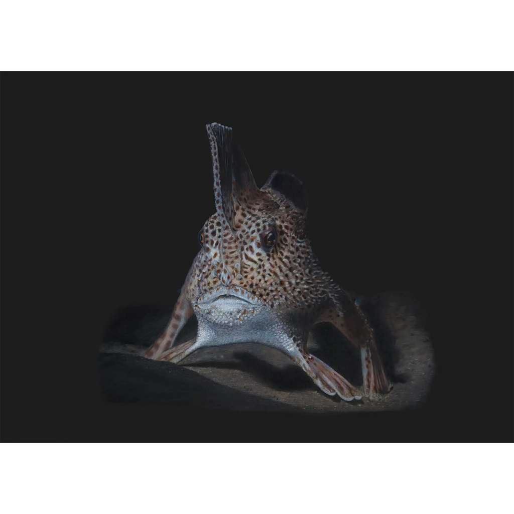 Spotted Handfish 2 "Endangered" by Tasha Waller