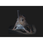 Spotted Handfish 2 "Endangered" by Tasha Waller