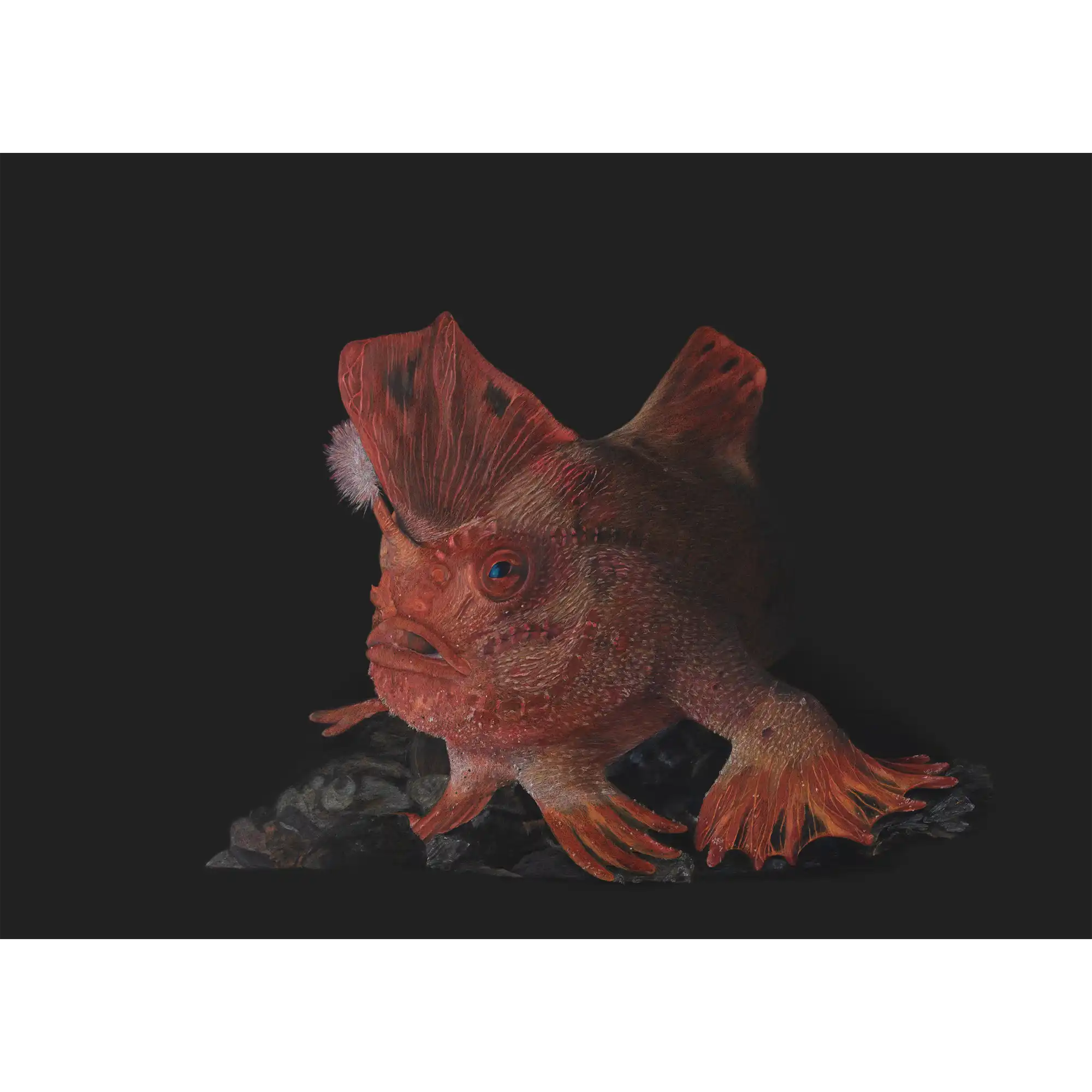 Red Handfish "On the Brink" by Tasha Waller