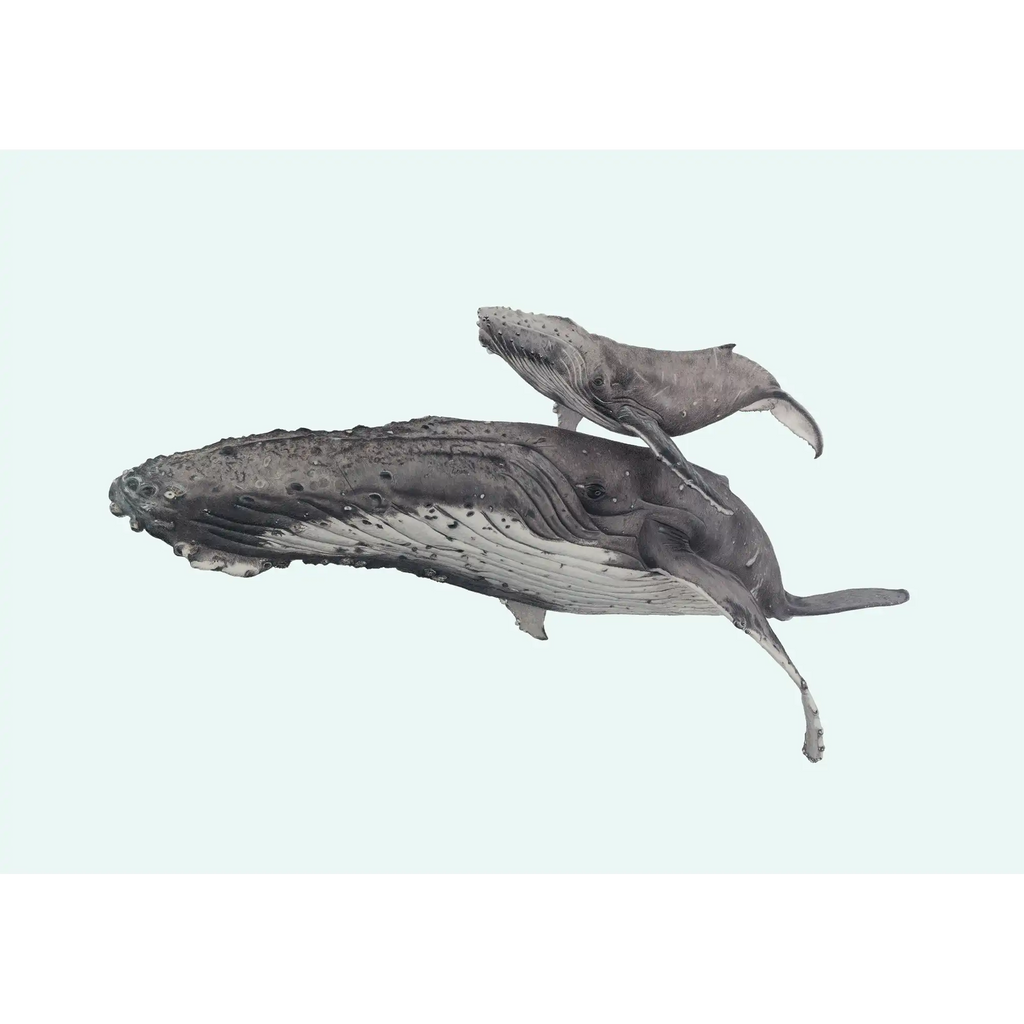 Humpback Whales - Blue background - "Fae Ofa" by Tasha Waller