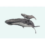 Humpback Whales - Blue background - "Fae Ofa" by Tasha Waller