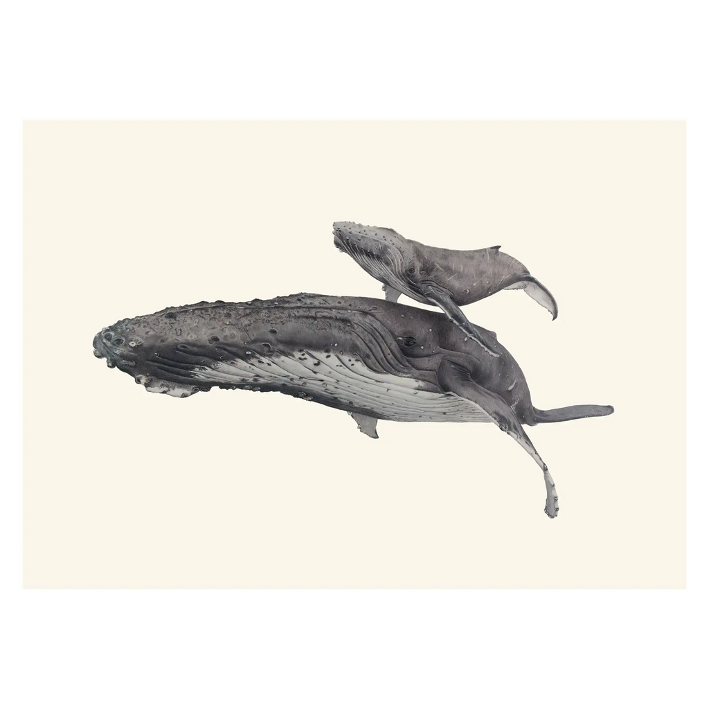 Humpback Whales - Blue background - "Fae Ofa" by Tasha Waller