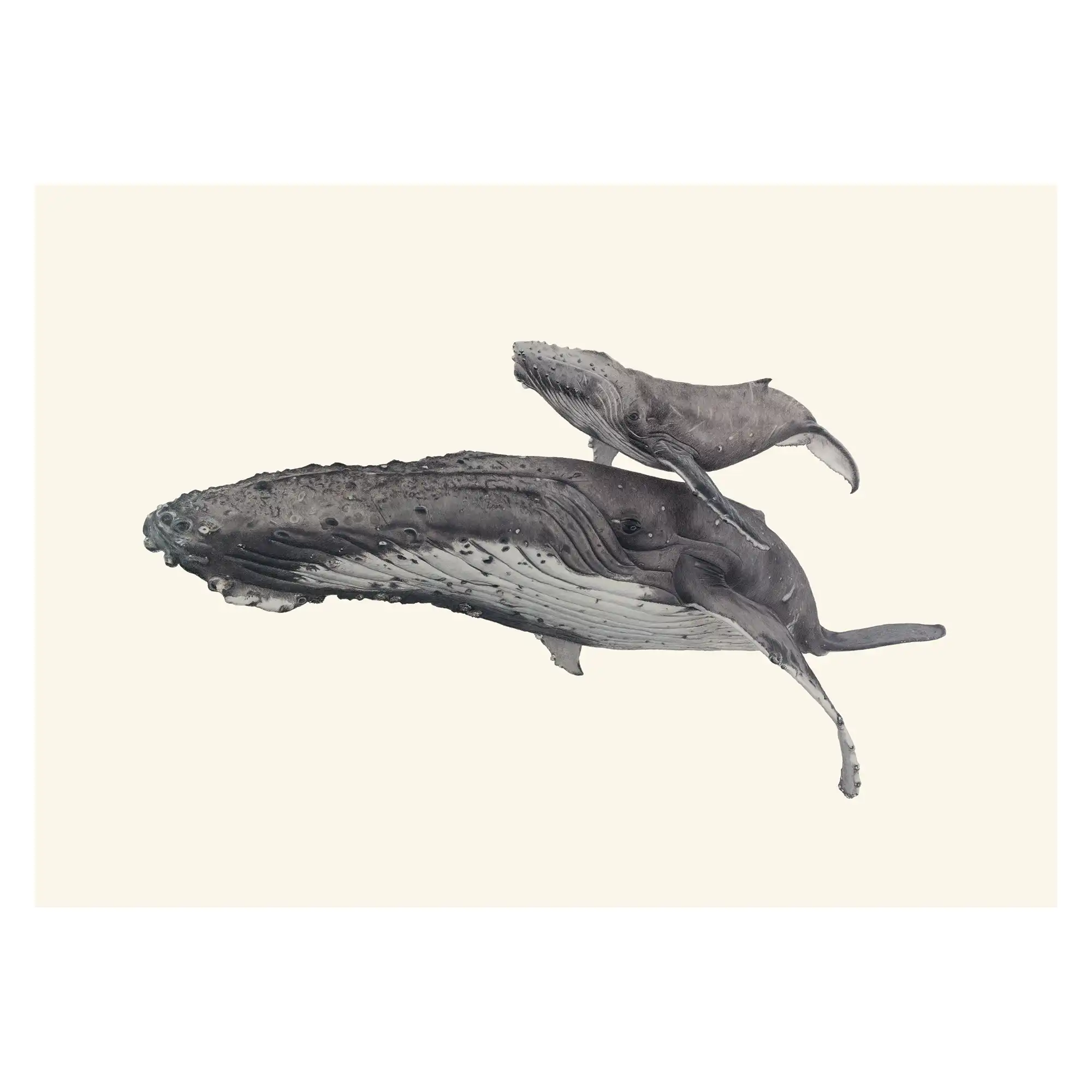 Humpback Whales - Blue background - "Fae Ofa" by Tasha Waller