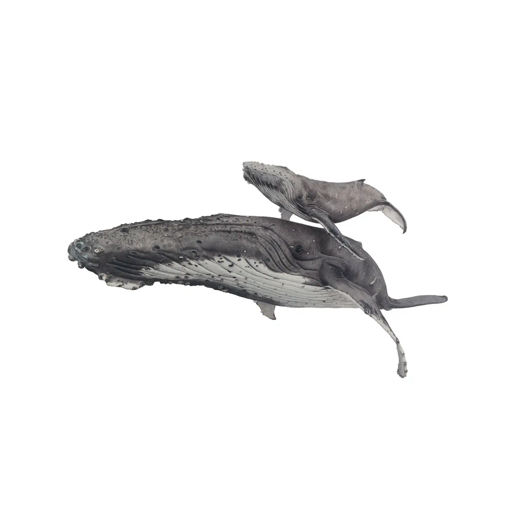 Humpback Whales - Blue background - "Fae Ofa" by Tasha Waller