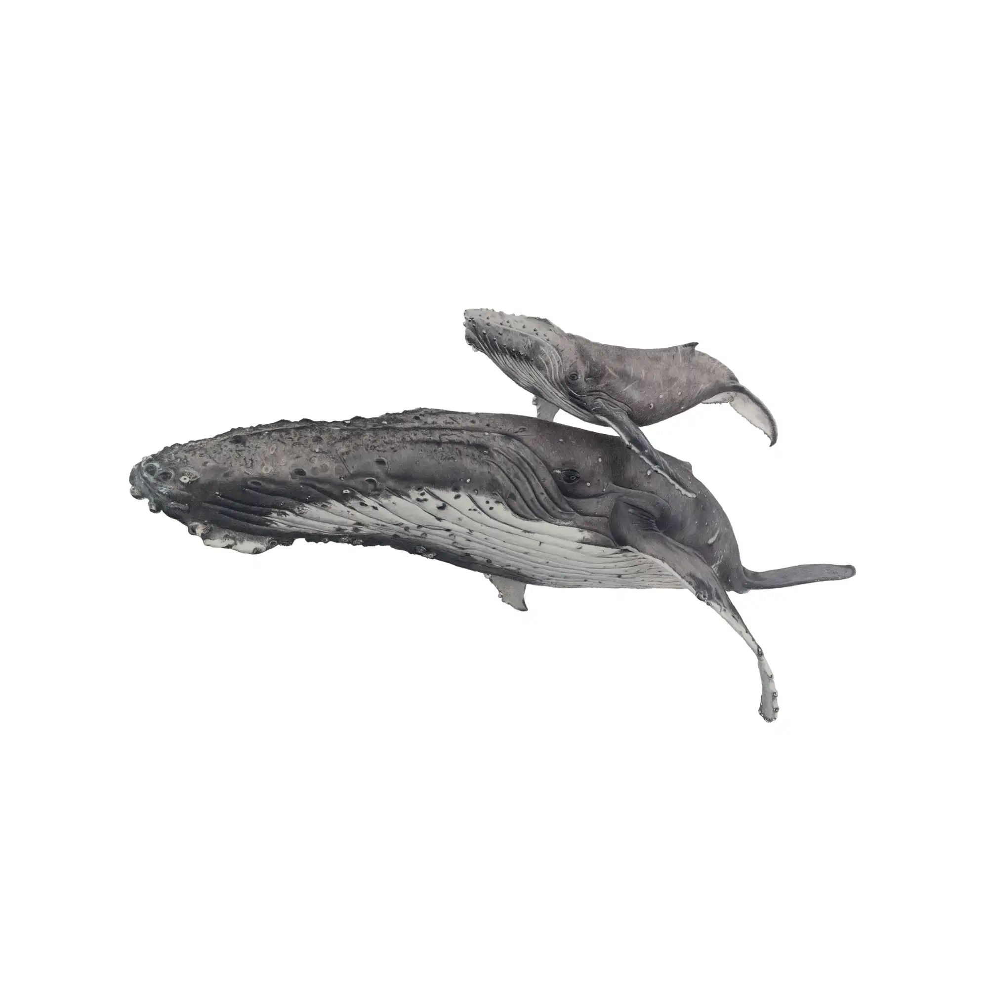 Humpback Whales - Blue background - "Fae Ofa" by Tasha Waller