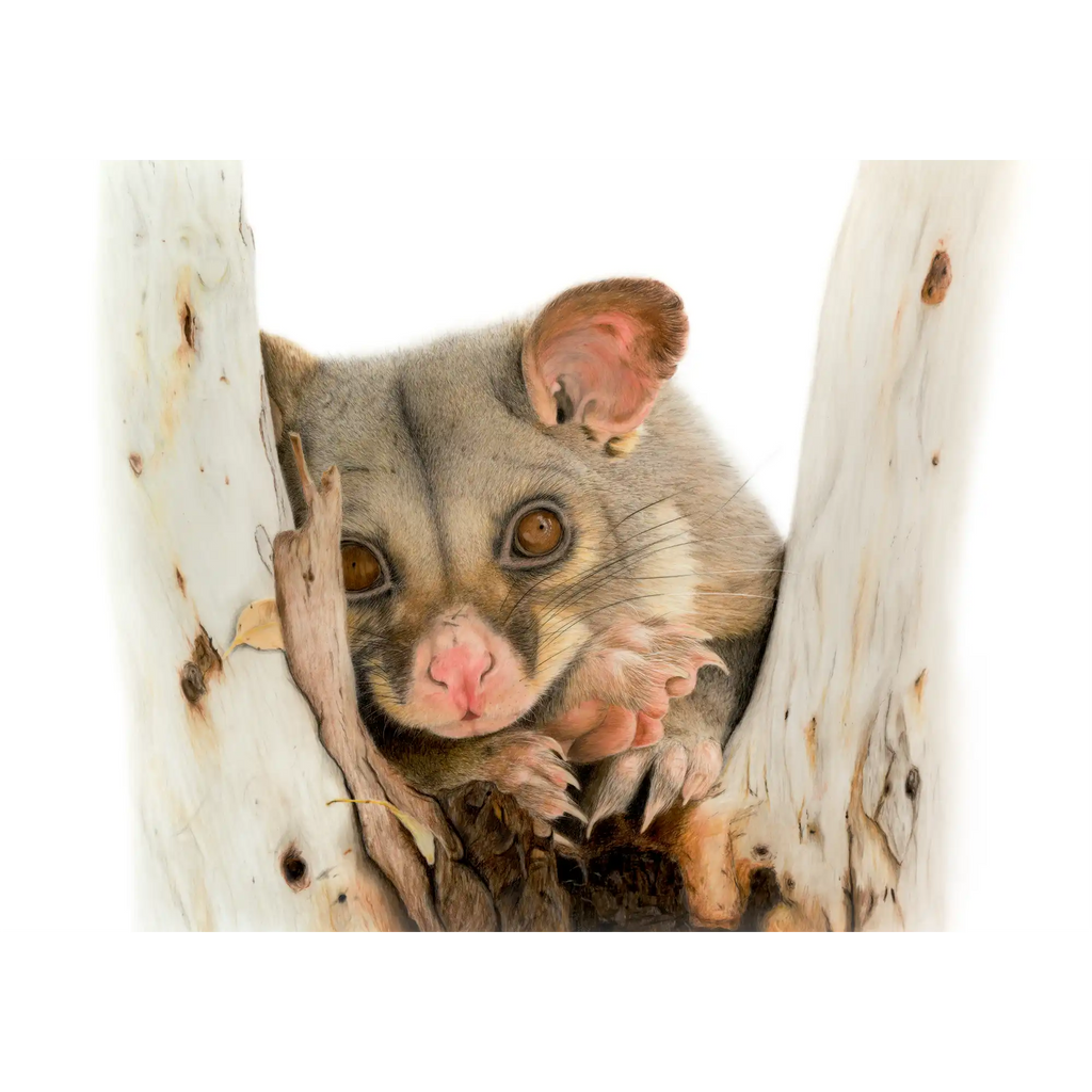 Brushtail Possum "Day Dreaming" by Tasha Waller