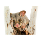 Brushtail Possum "Day Dreaming" by Tasha Waller