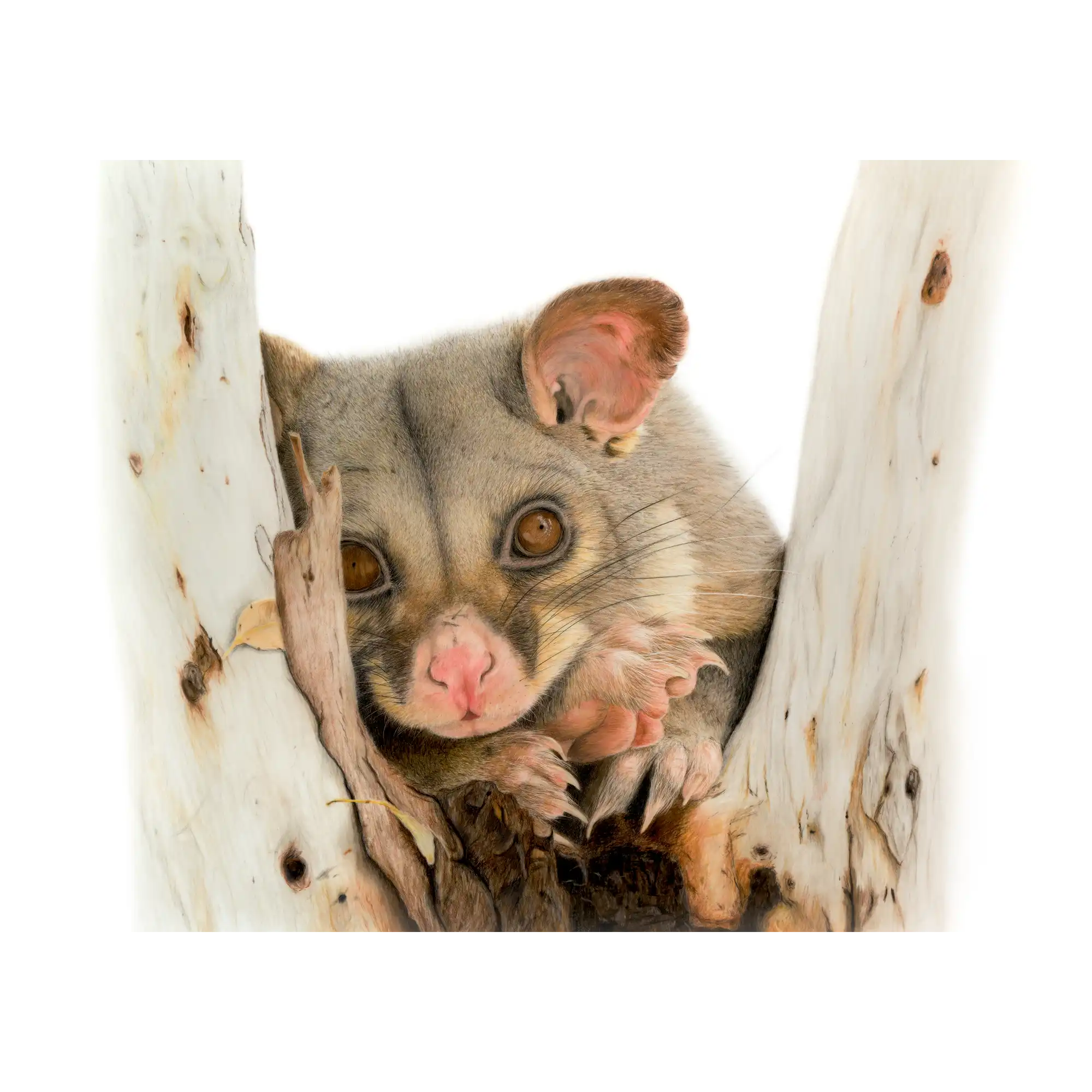 Brushtail Possum "Day Dreaming" by Tasha Waller