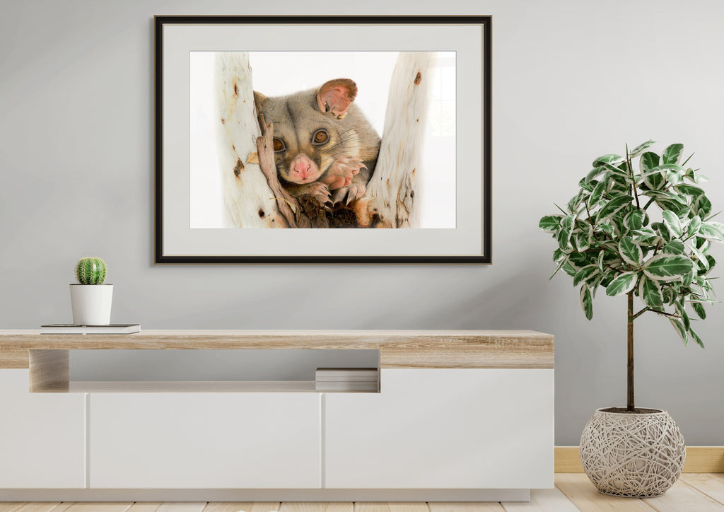 Brushtail Possum "Day Dreaming" by Tasha Waller