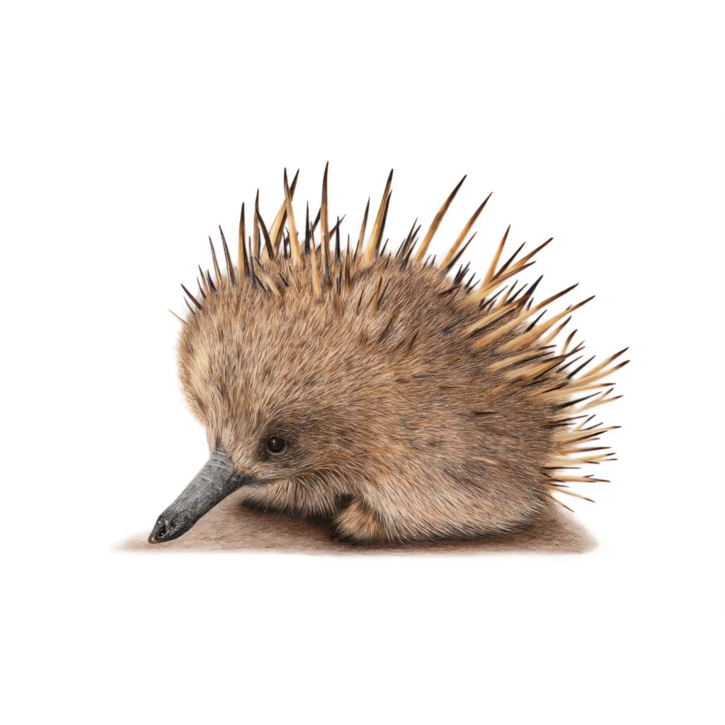 Echidna "Puggle" by Tasha Waller