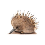 Echidna "Puggle" by Tasha Waller