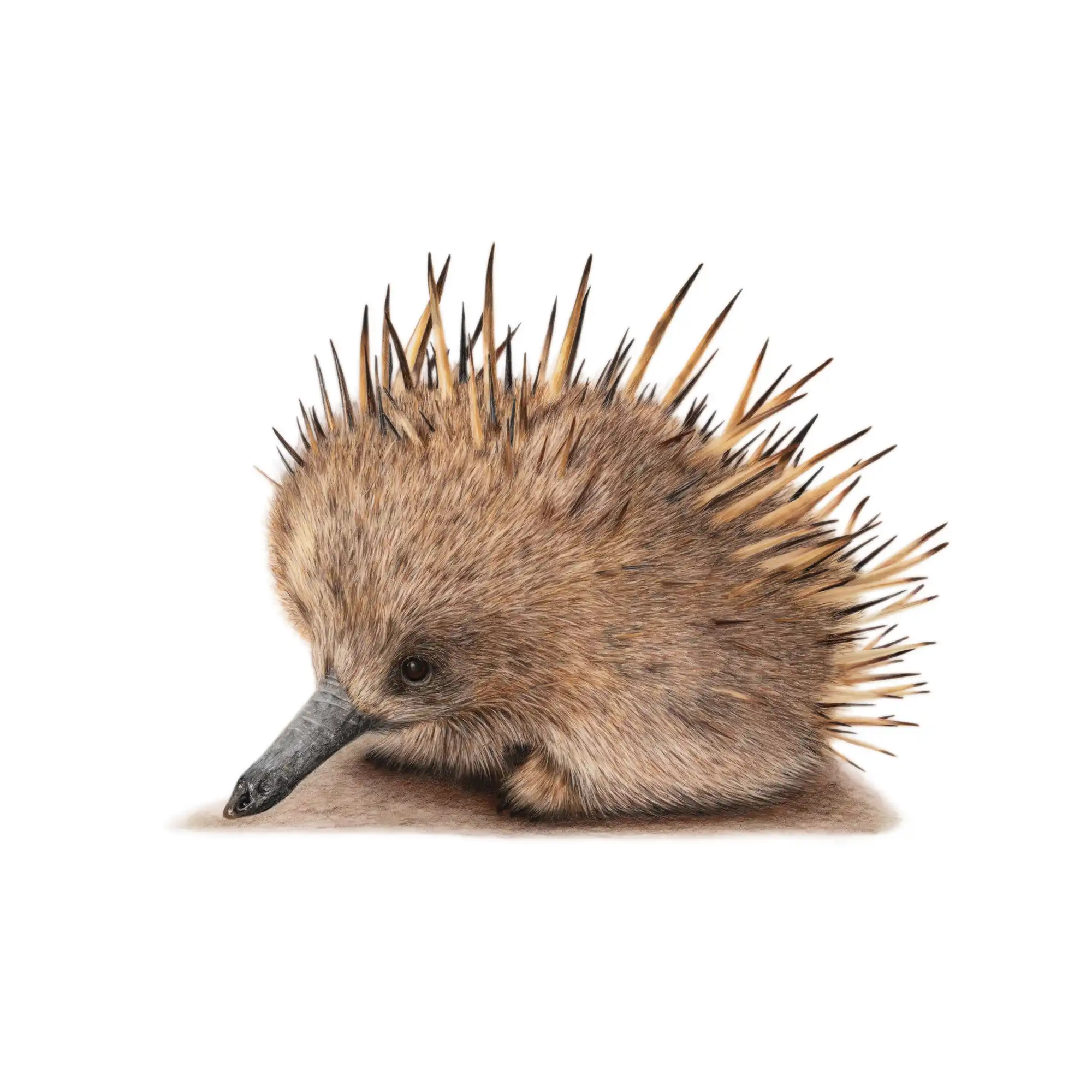 Echidna "Puggle" by Tasha Waller