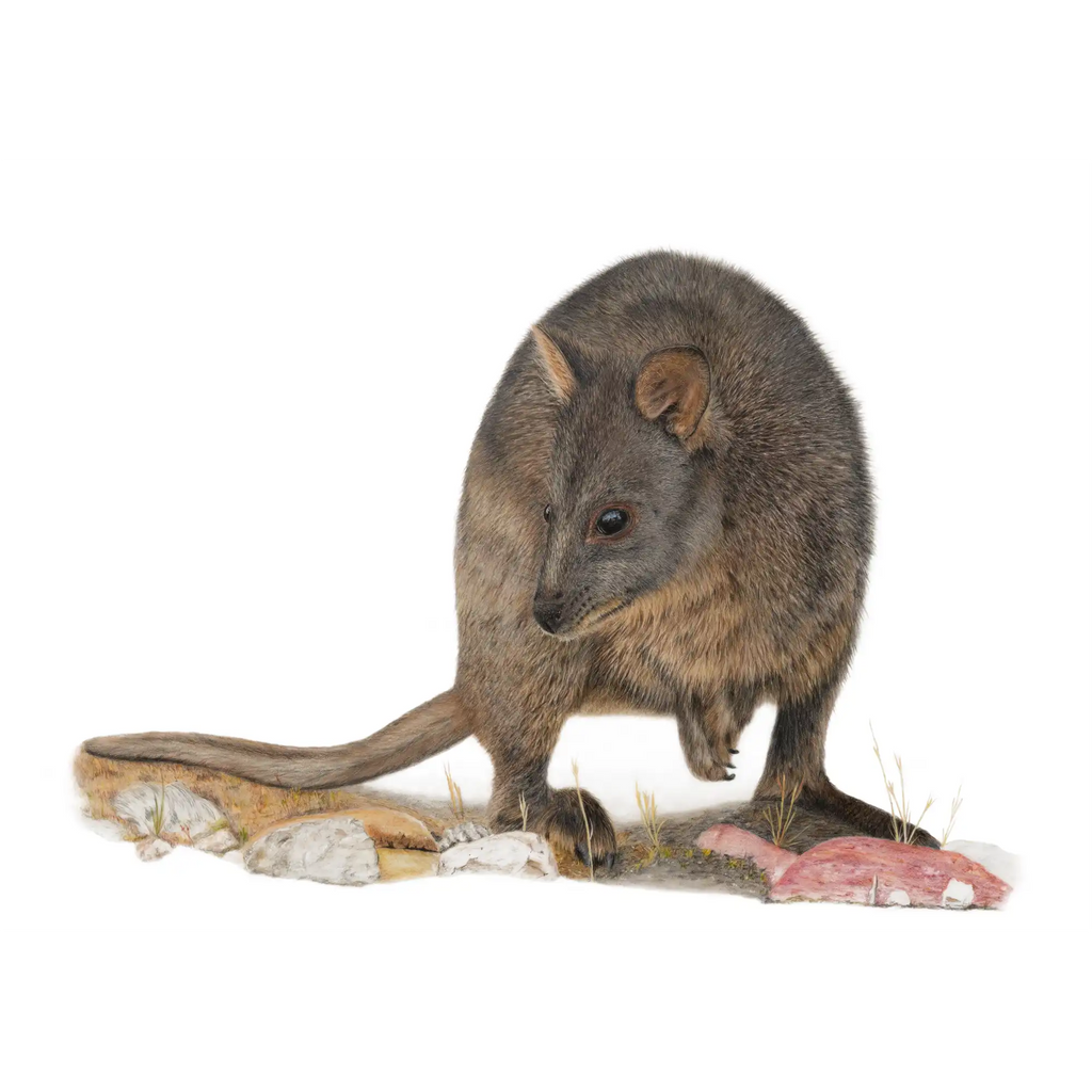 Pademelon "Foraging" by Tasha Waller