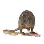 Pademelon "Foraging" by Tasha Waller