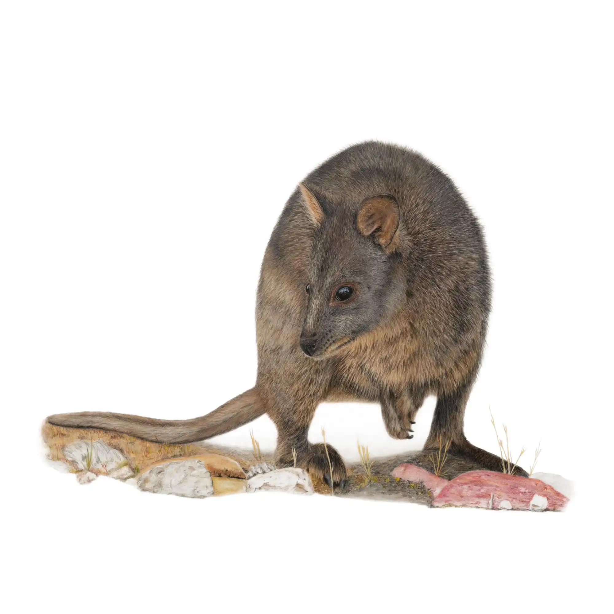 Pademelon "Foraging" by Tasha Waller