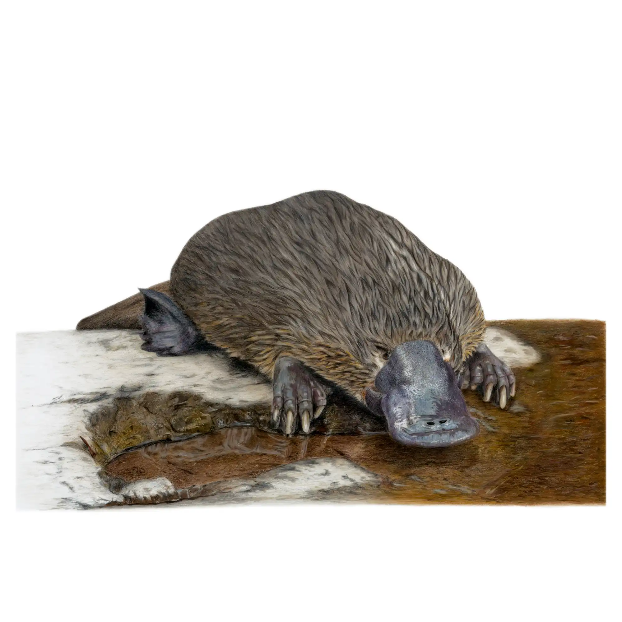 Platypus "Scoot" by Tasha Waller