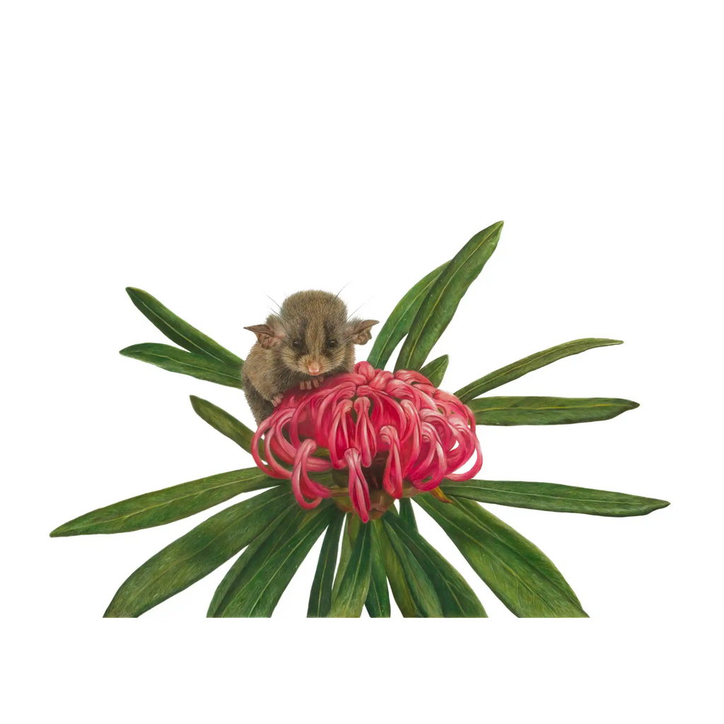 Pygmy Possum "Smallest of Small" by Tasha Waller