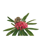 Pygmy Possum "Smallest of Small" by Tasha Waller