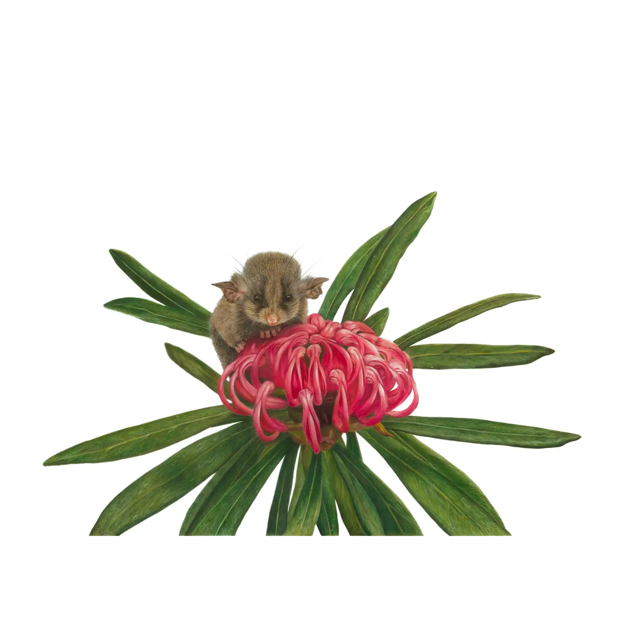 Pygmy Possum "Smallest of Small" by Tasha Waller