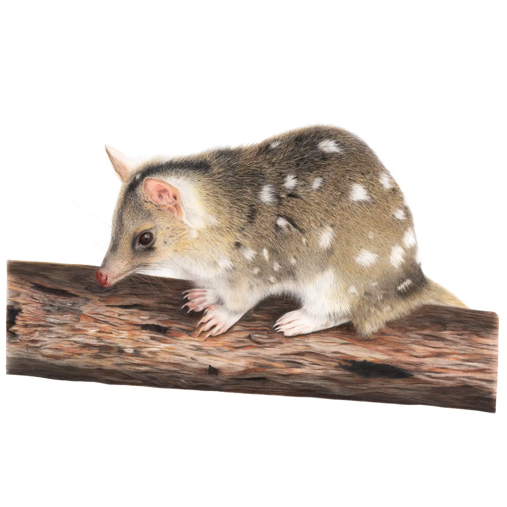 Quoll "Native Cat" by Tasha Waller