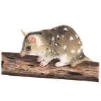 Quoll "Native Cat" by Tasha Waller