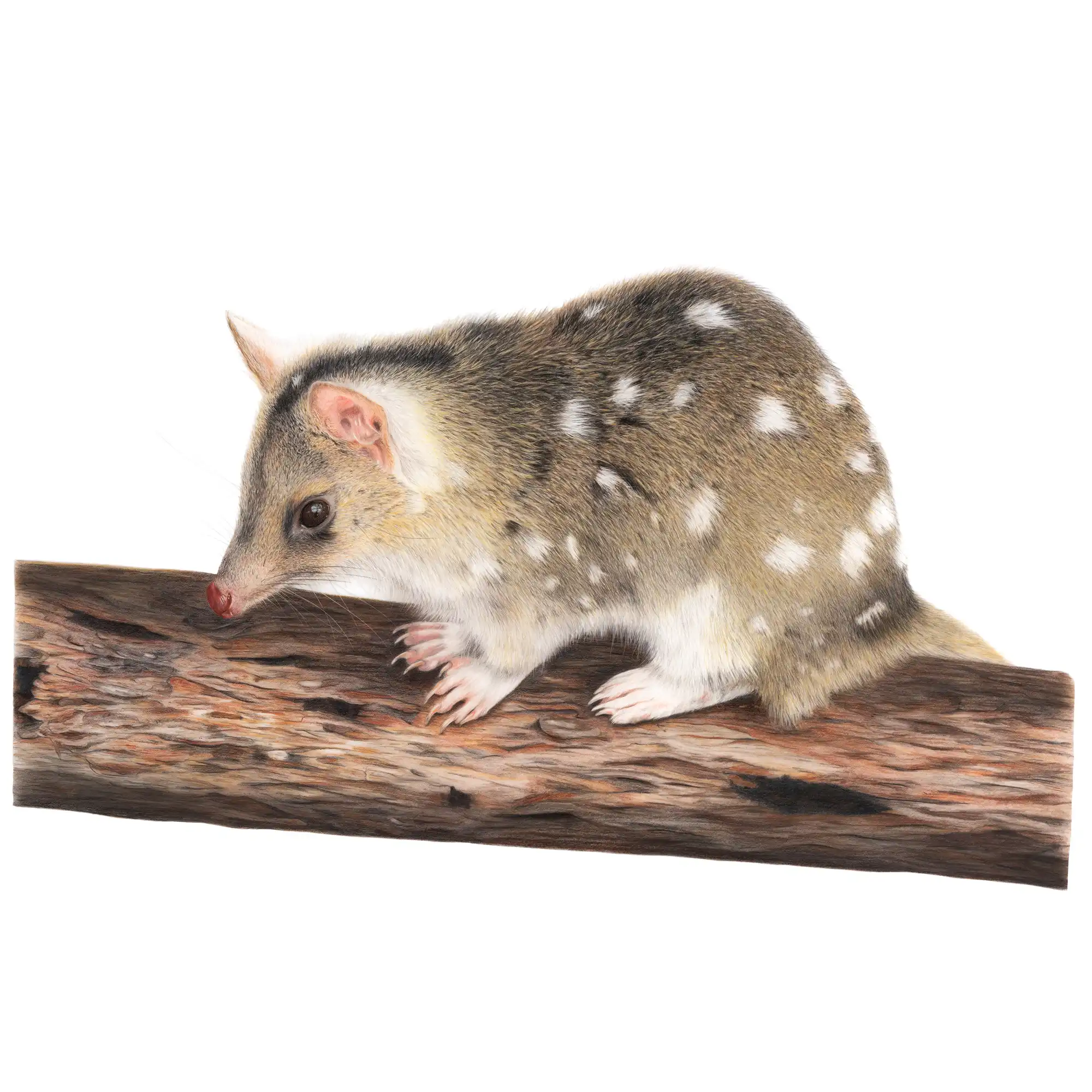 Quoll "Native Cat" by Tasha Waller