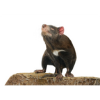 Tassie Devil "Devilish" by Tasha Waller