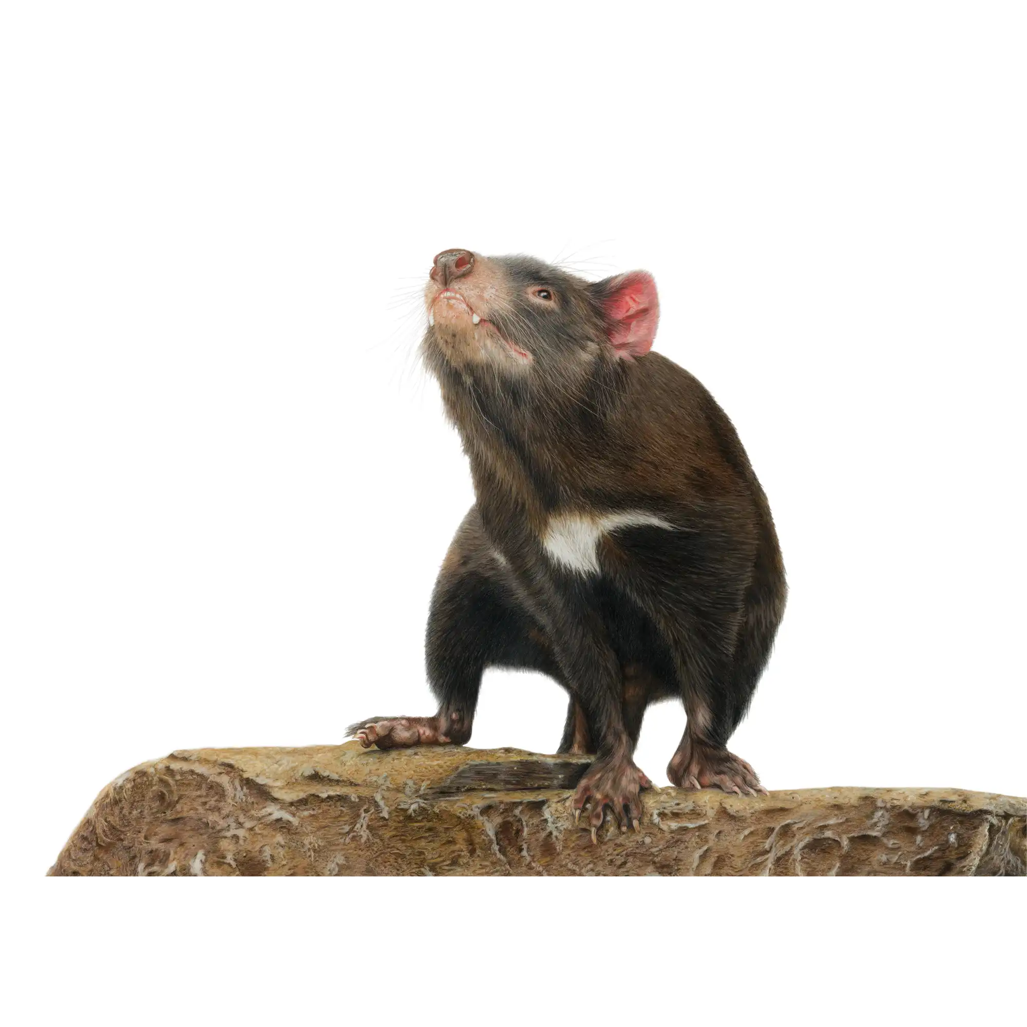 Tassie Devil "Devilish" by Tasha Waller