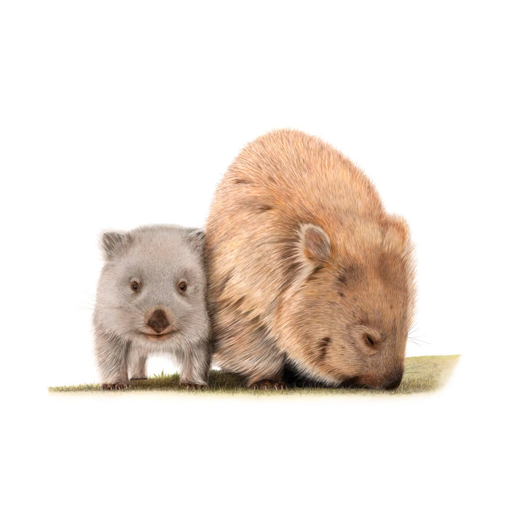 Wombats "By My Side" by Tasha Waller